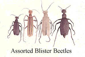 assorted_beetles.jpg